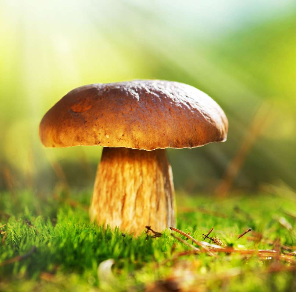 Білий гриб росте в осінньому лісі підберезник онлайн пазл