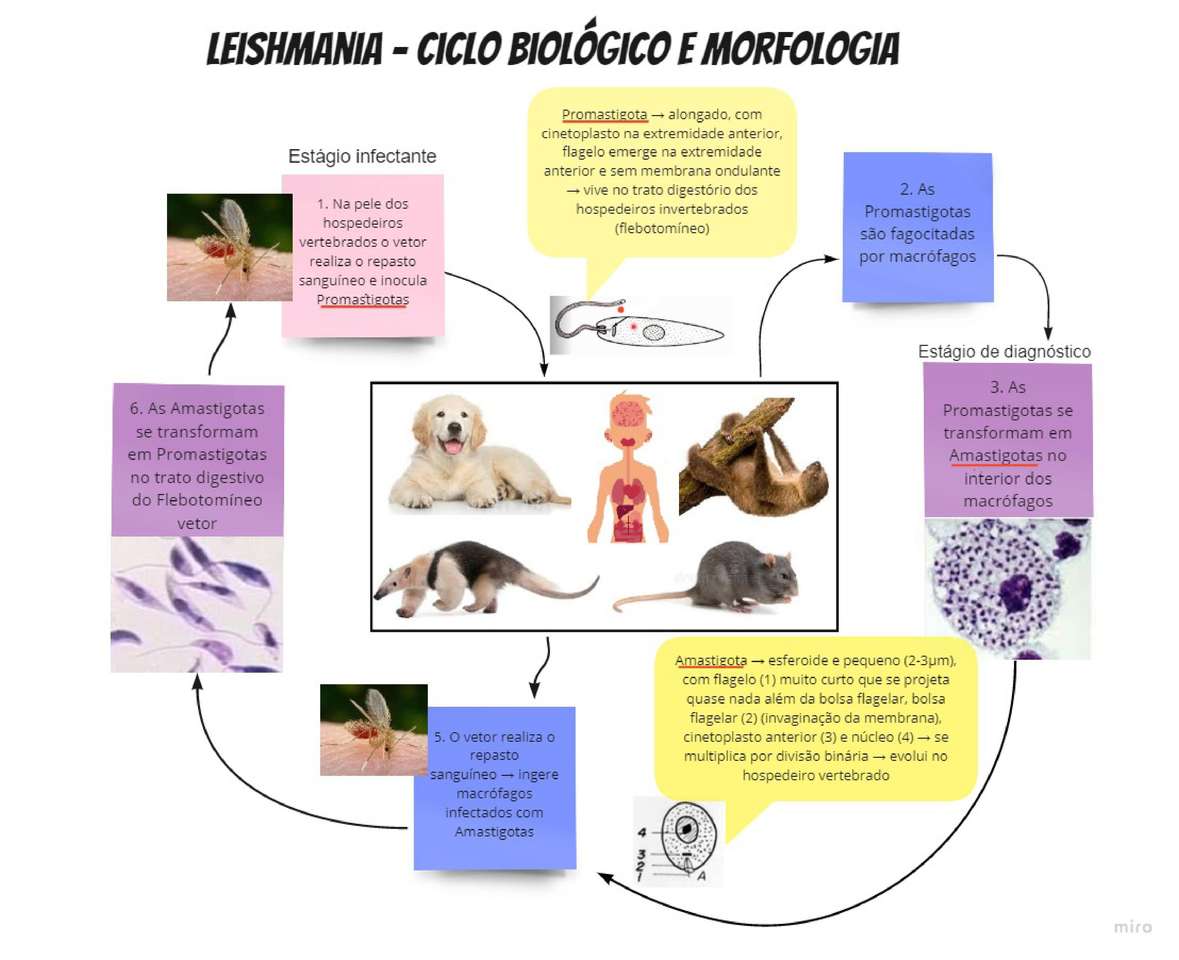 Leishmania - Biologischer Zyklus und Morphologie Puzzlespiel online