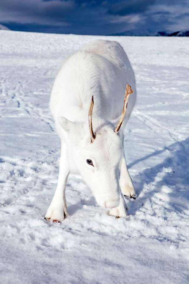 white reindeer jigsaw puzzle online