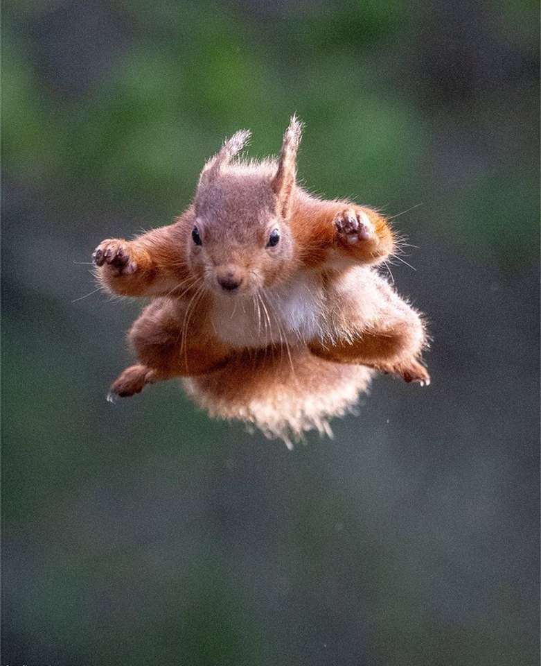 Jumping Eichhörnchen Geert Weggens Bild Online-Puzzle