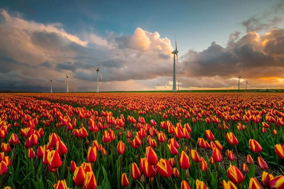 Un tulipano molto più bello puzzle online