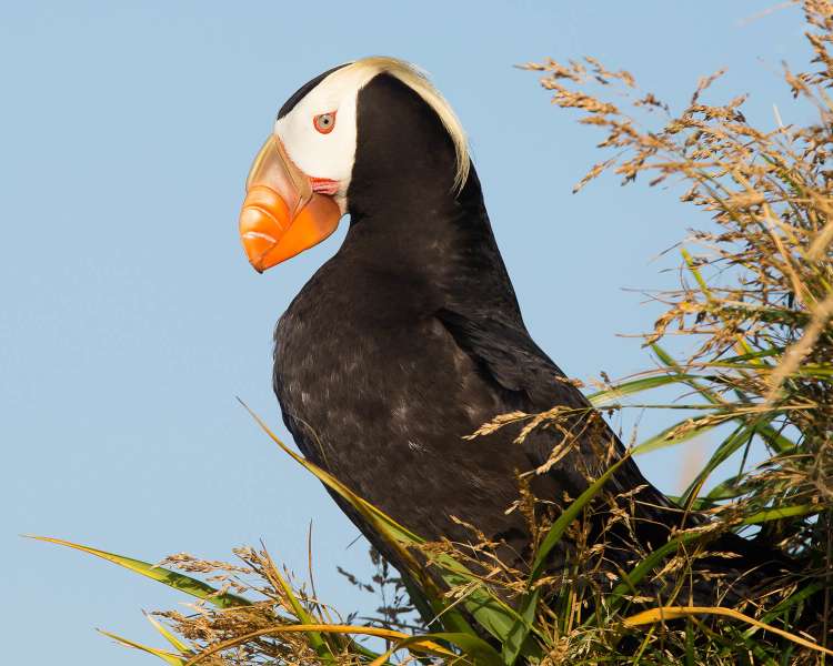 Stor fågel-toucan pussel på nätet
