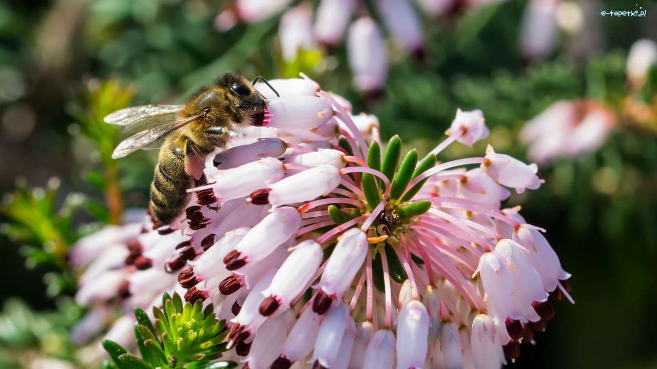 Včela skládačky online