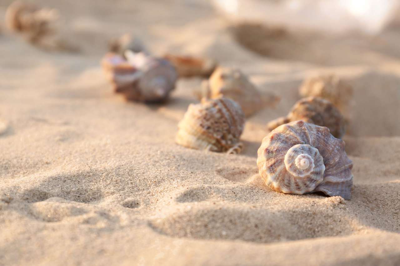 Seashells pe plaja de nisip puzzle online