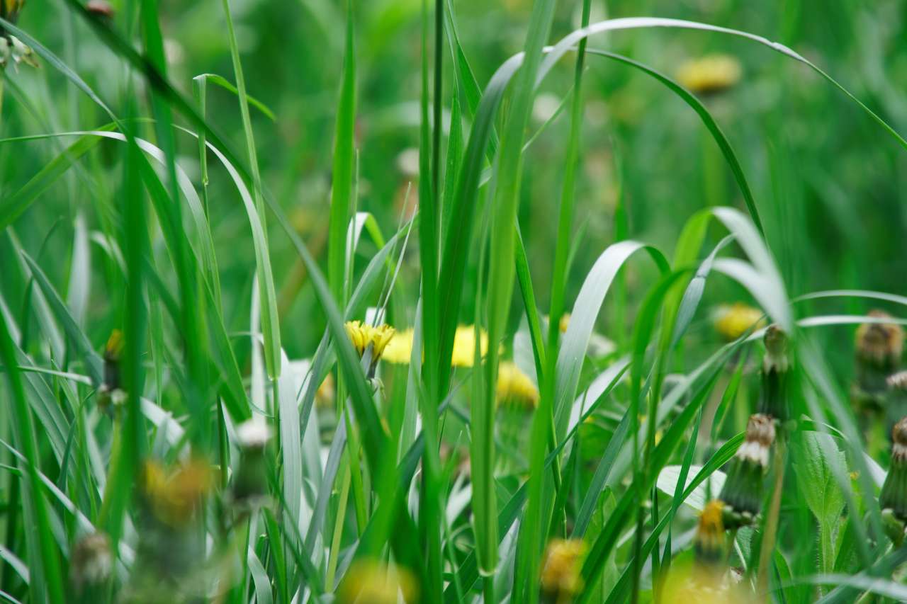 Čerstvé zelené trávy s květinami skládačky online