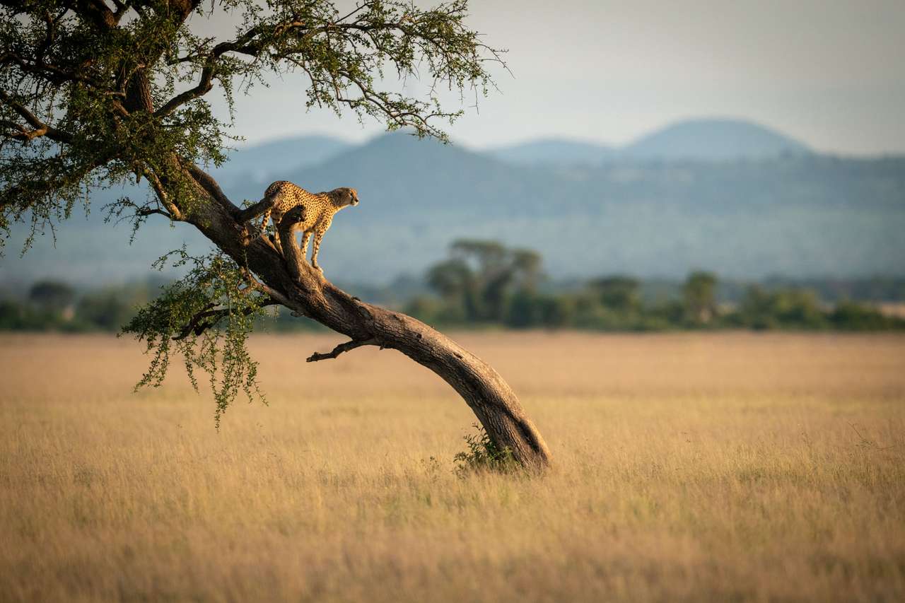 Ο Cheetah στέκεται σε στριμμένο δέντρο παζλ online