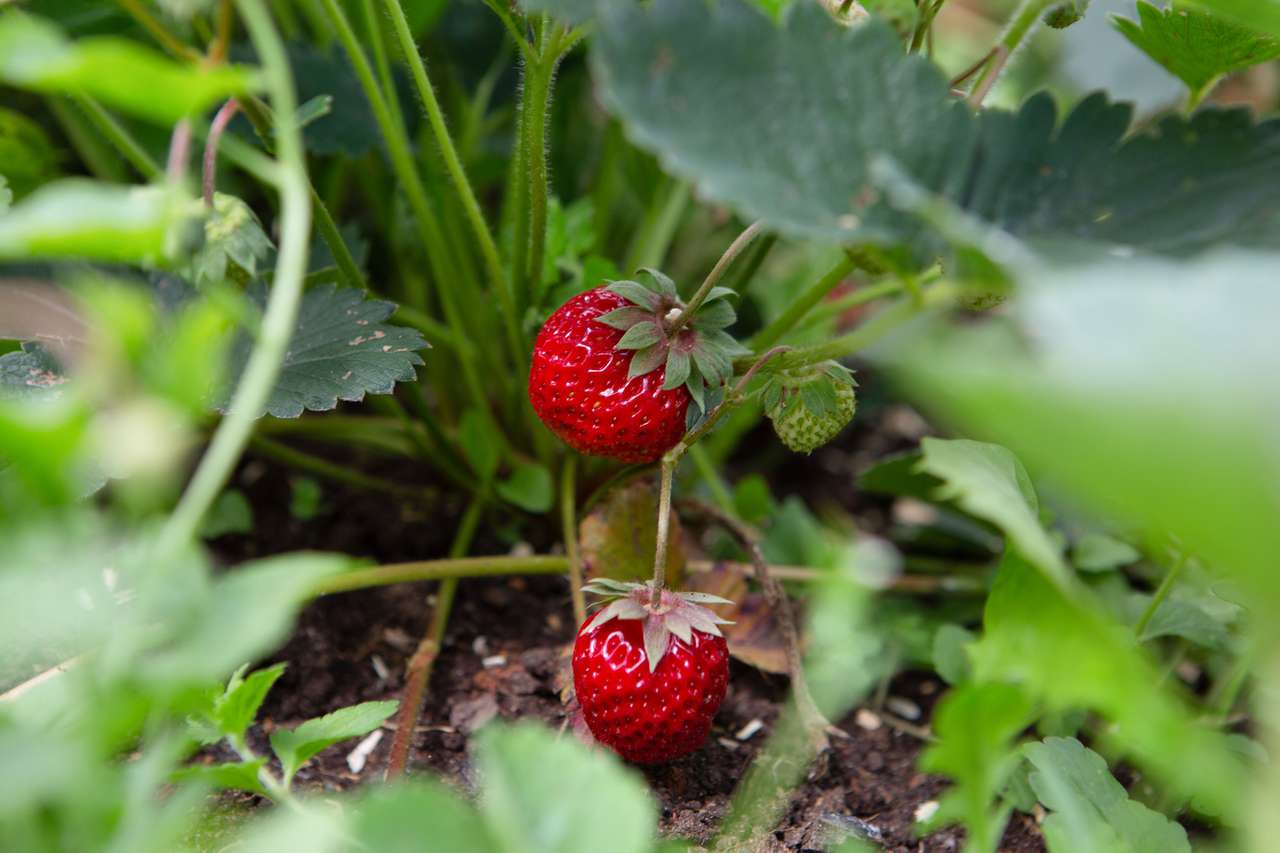 Söta jordgubbar på sommaren Pussel online