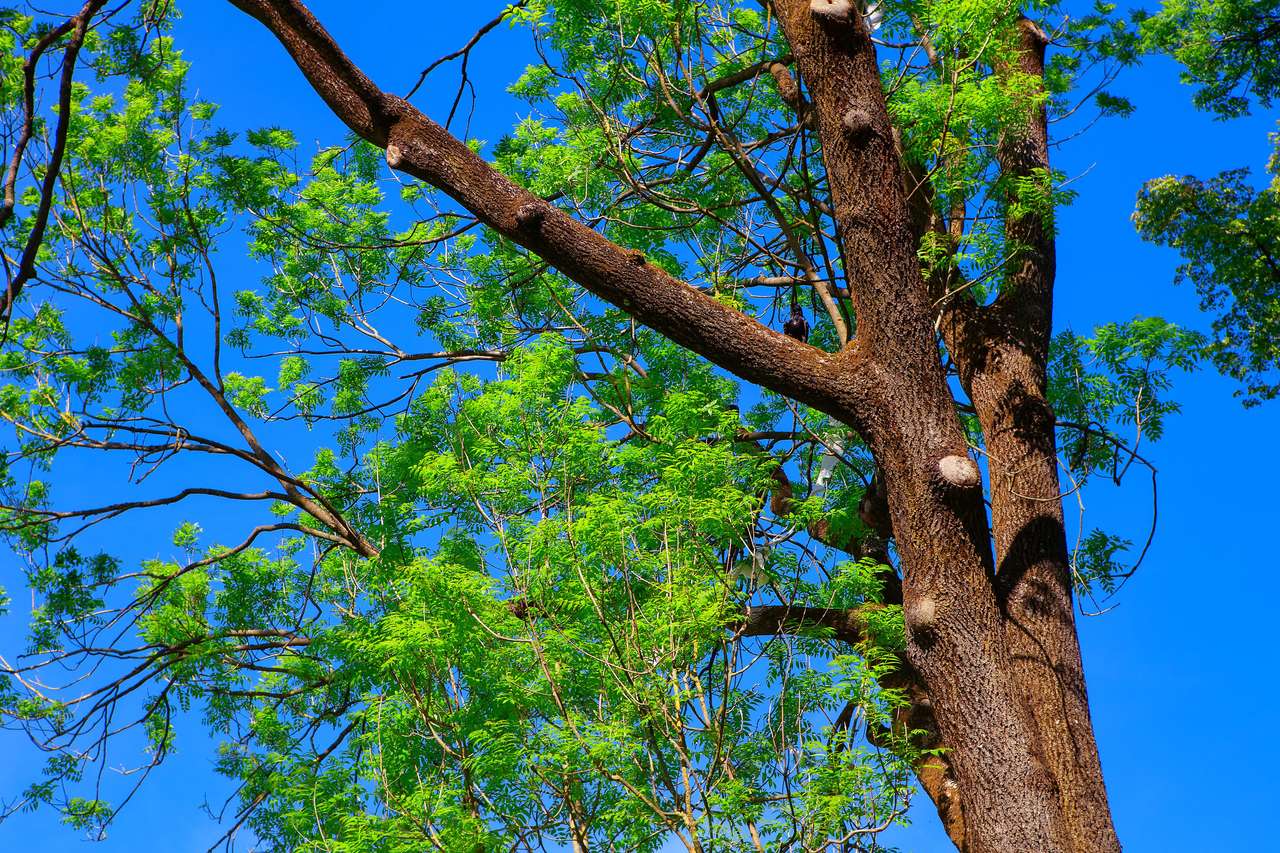 Een groene boom met blauwe hemel online puzzel