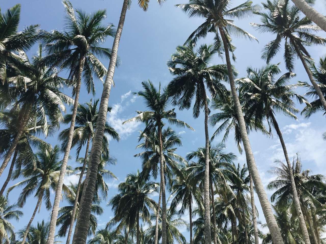 Kokosnotenbomen onder blauwe hemel legpuzzel online