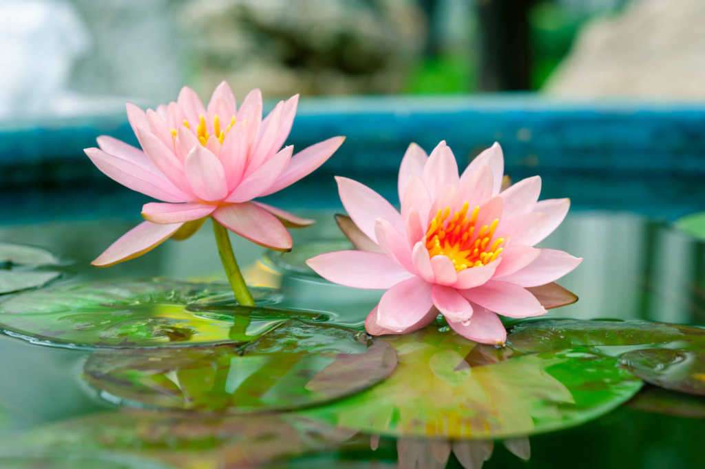 Λουλούδια Lotus παζλ online