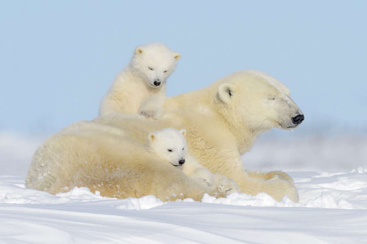 Polar Family. puzzle online