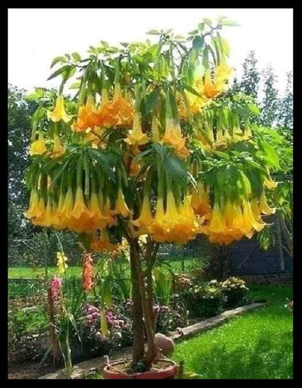 Ένα δέντρο σε λουλούδια online παζλ