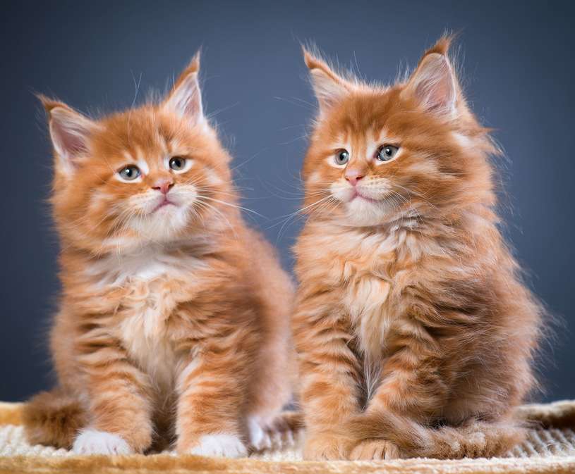 Perzsa macskák kirakós online