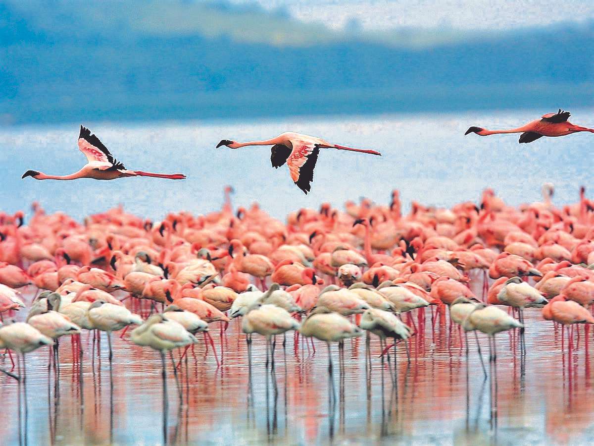 Flamingos da ilha grega de Limnos quebra-cabeças online