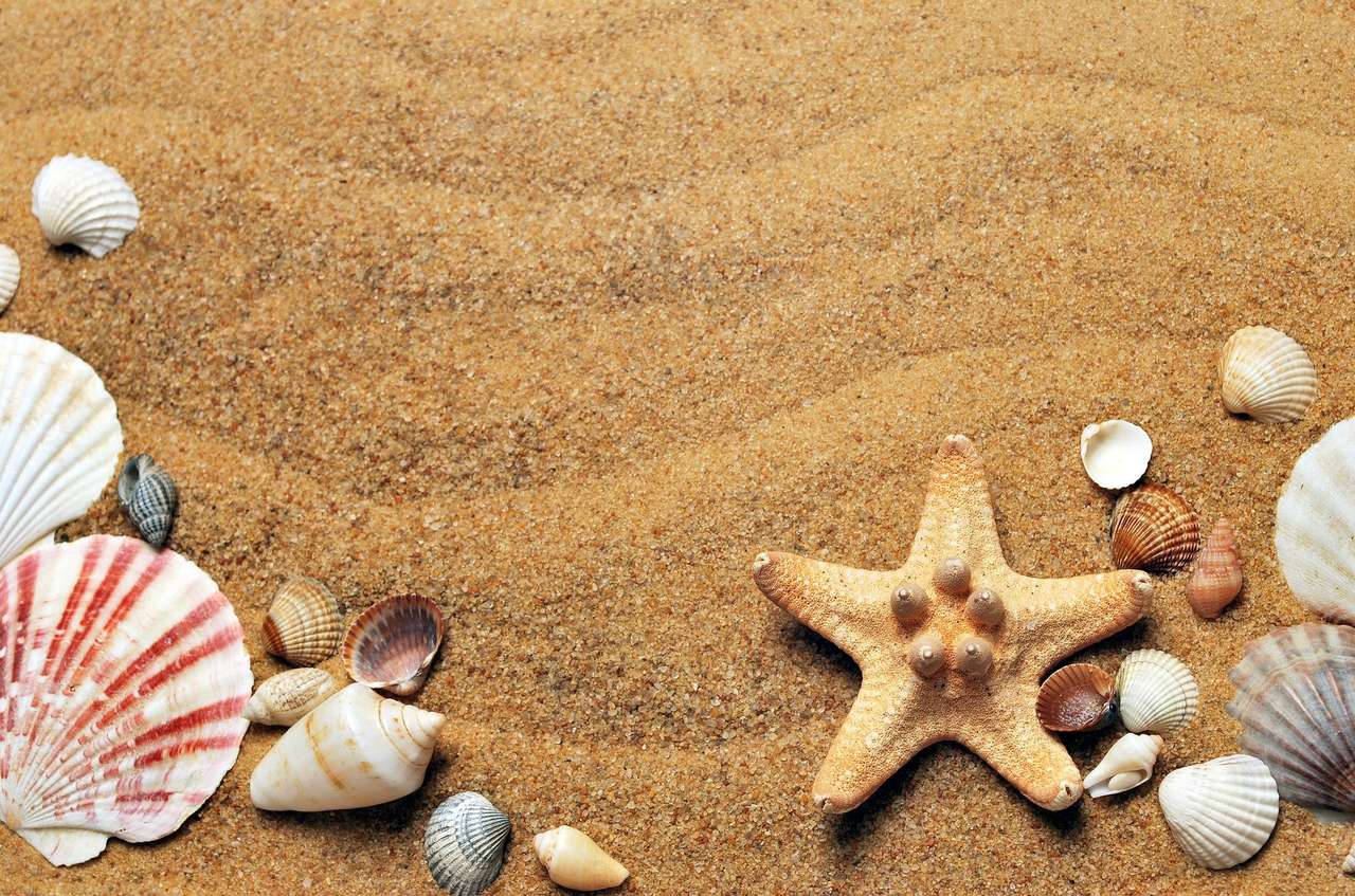 Sabbia e conchiglie puzzle online