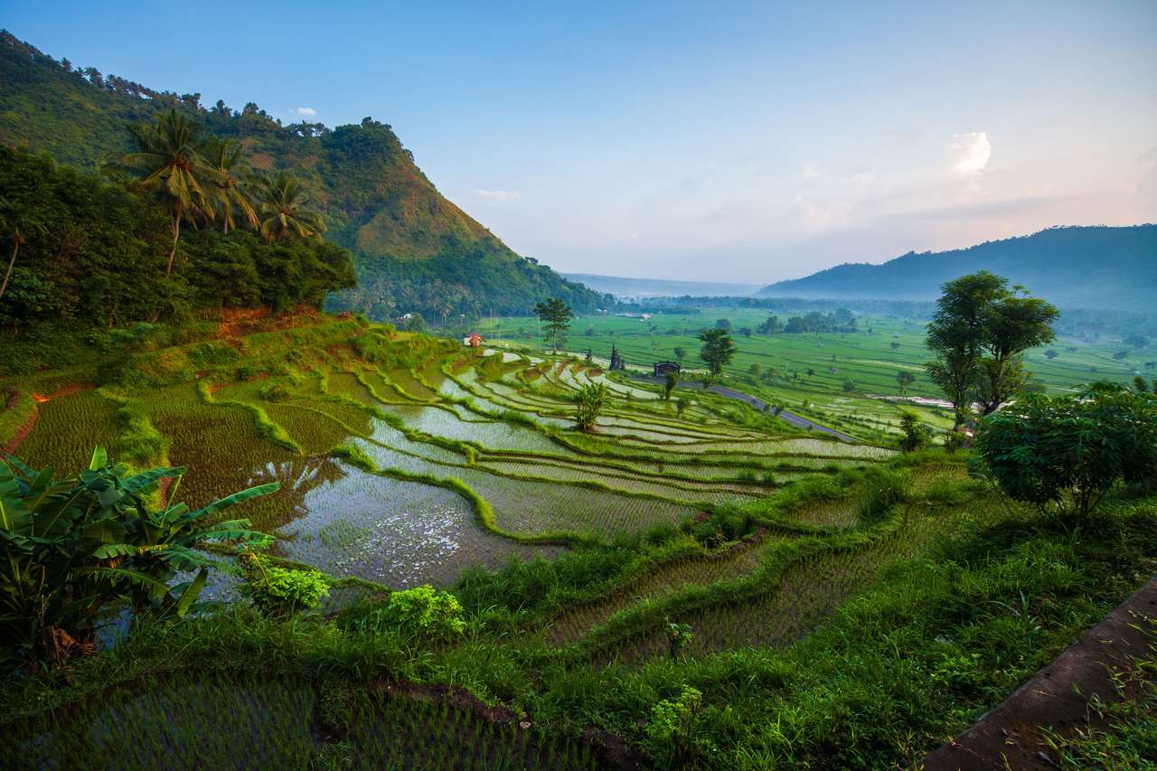 Campos de arroz en la isla de Bali. rompecabezas en línea