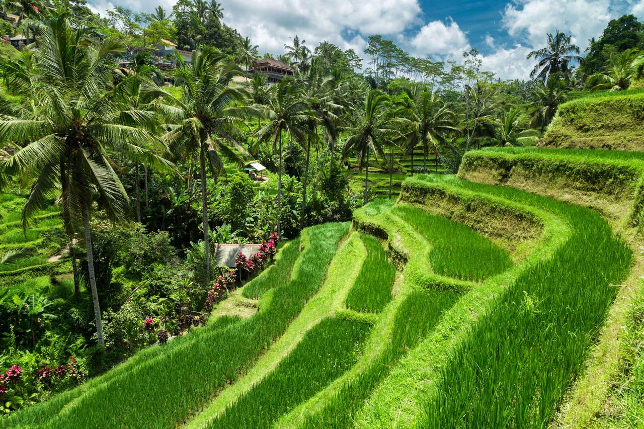 Câmpurile de orez pe Bali jigsaw puzzle online