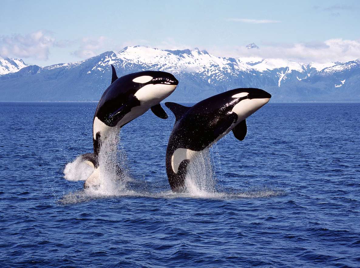 Orcas. skládačky online