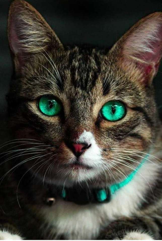 Зеленоглазая кошка пазл онлайн