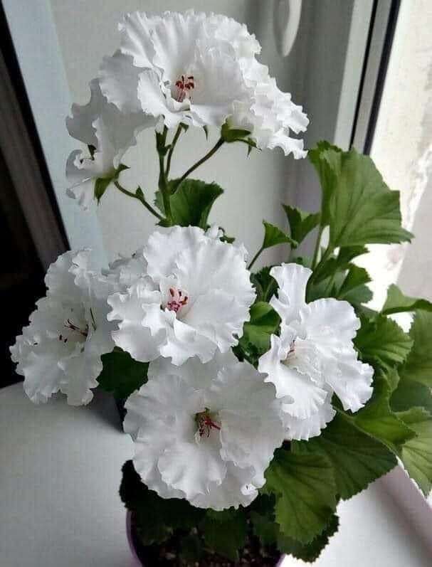 vita blommor Pussel online