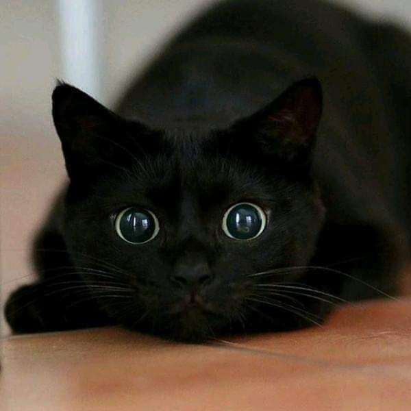 Чорна кішка онлайн пазл