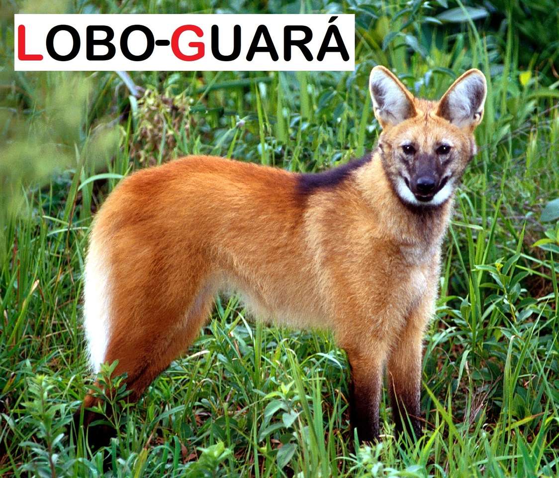 Djur hotade med utrotning - Wolf-Guará pussel på nätet