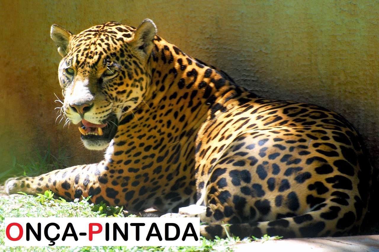 Djur hotade med utrotning - ounce-målade pussel på nätet