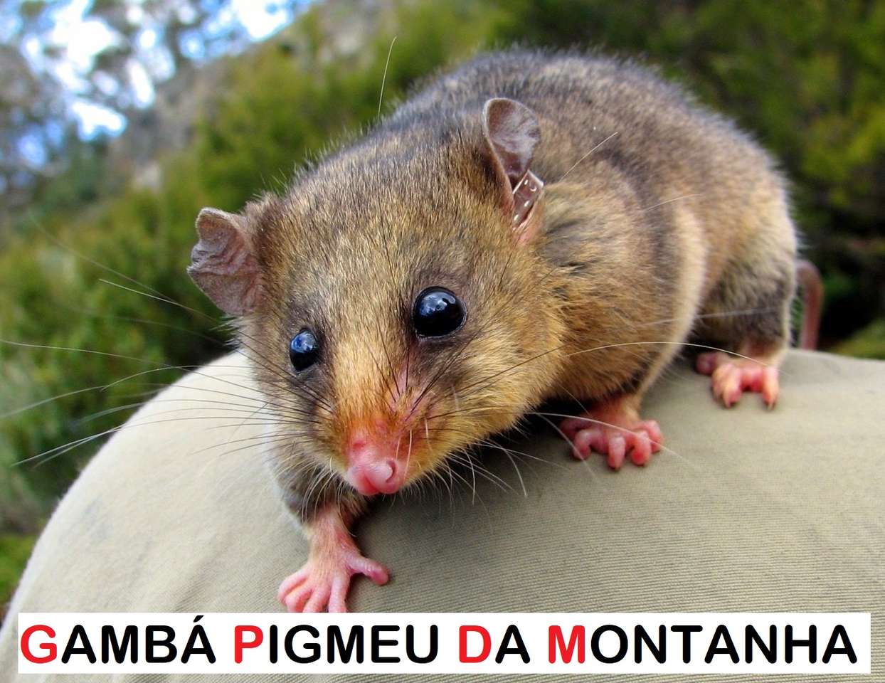 Animais ameaçados de extinção: Gambá Pigmeu quebra-cabeças online