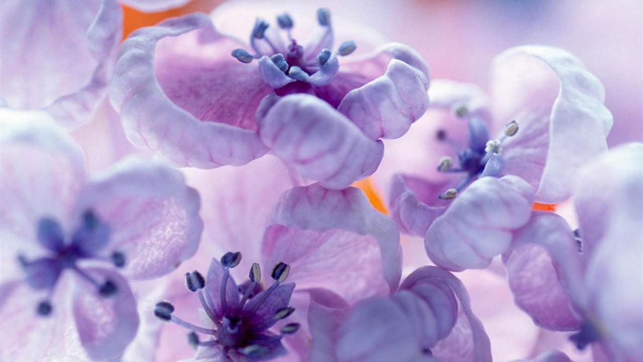 Lilacs, tavasz kirakós online