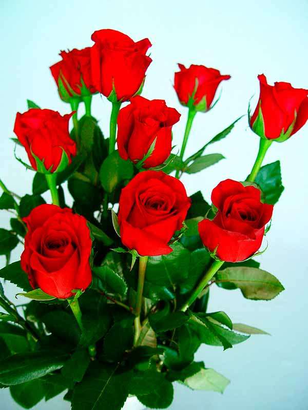 Червоні троянди пазл онлайн