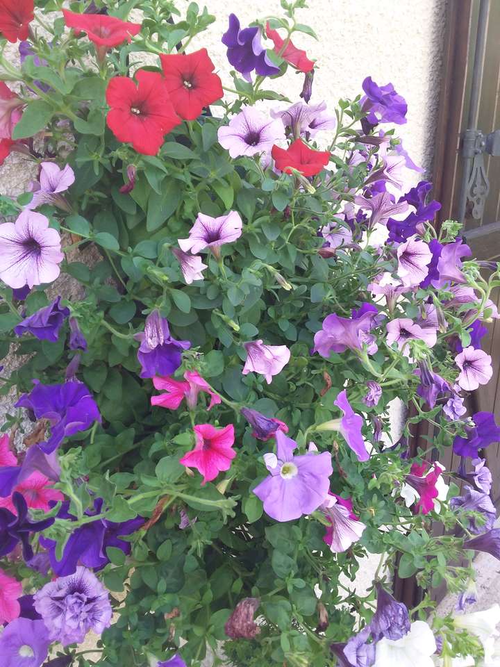 Suspended petunias jigsaw puzzle online