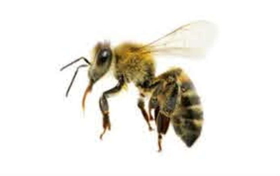A méh kirakós