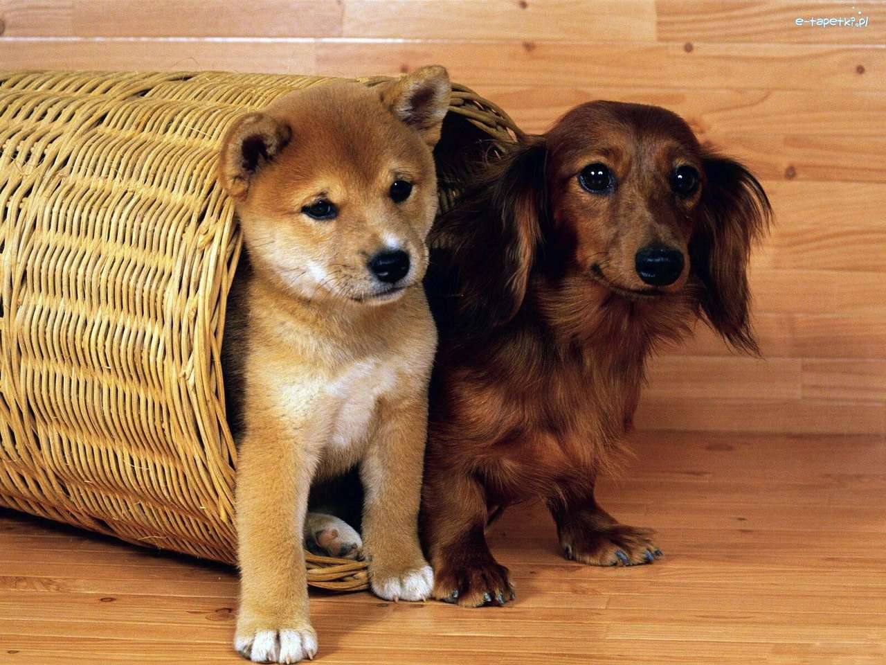 Два щенка пазл онлайн