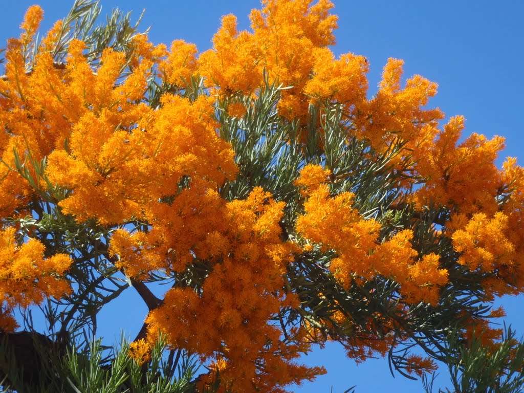 Blühender Baum in Australien Puzzlespiel online