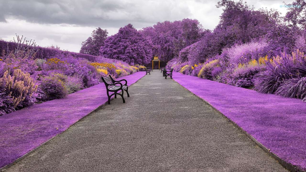 Vista violeta puzzle online