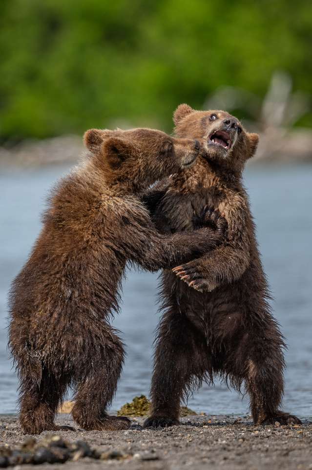 Bruna björnar i Kamchatka pussel på nätet
