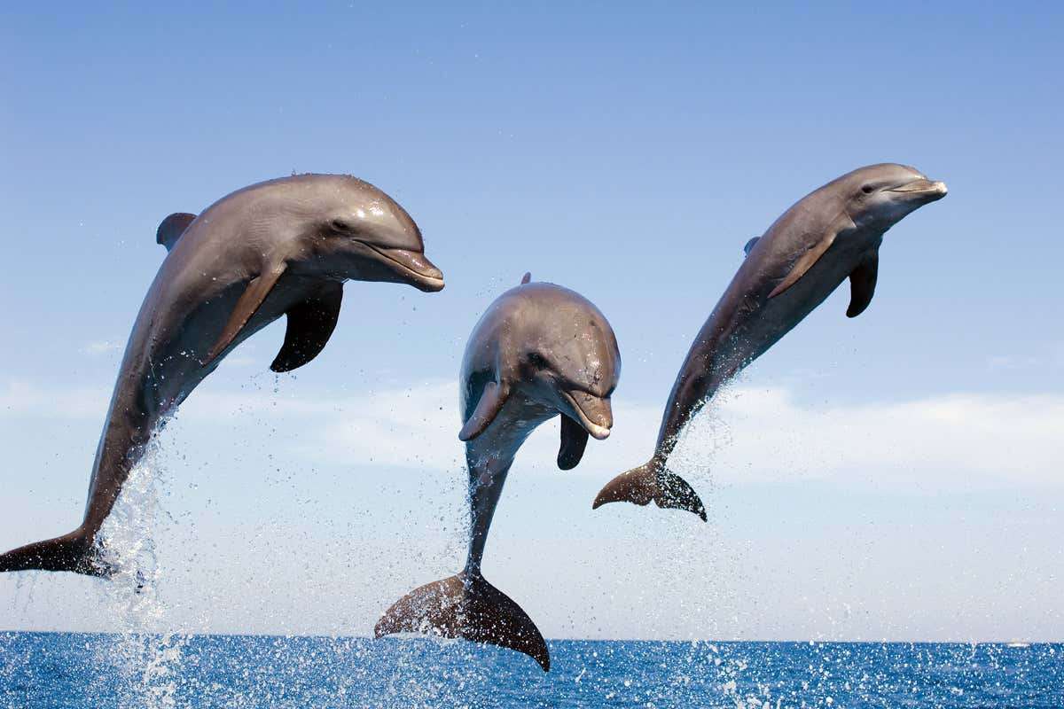 Delfines nariz de botella rompecabezas en línea