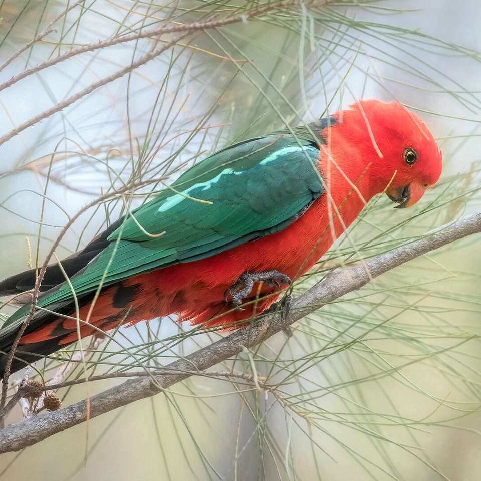 Папуга ара на гілці онлайн пазл