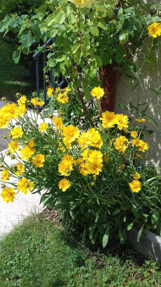 Gelbe Blumen Online-Puzzle