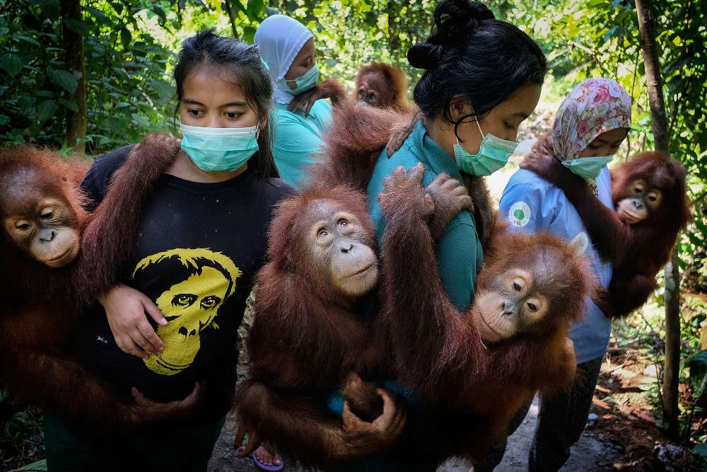 orangutani skládačky online