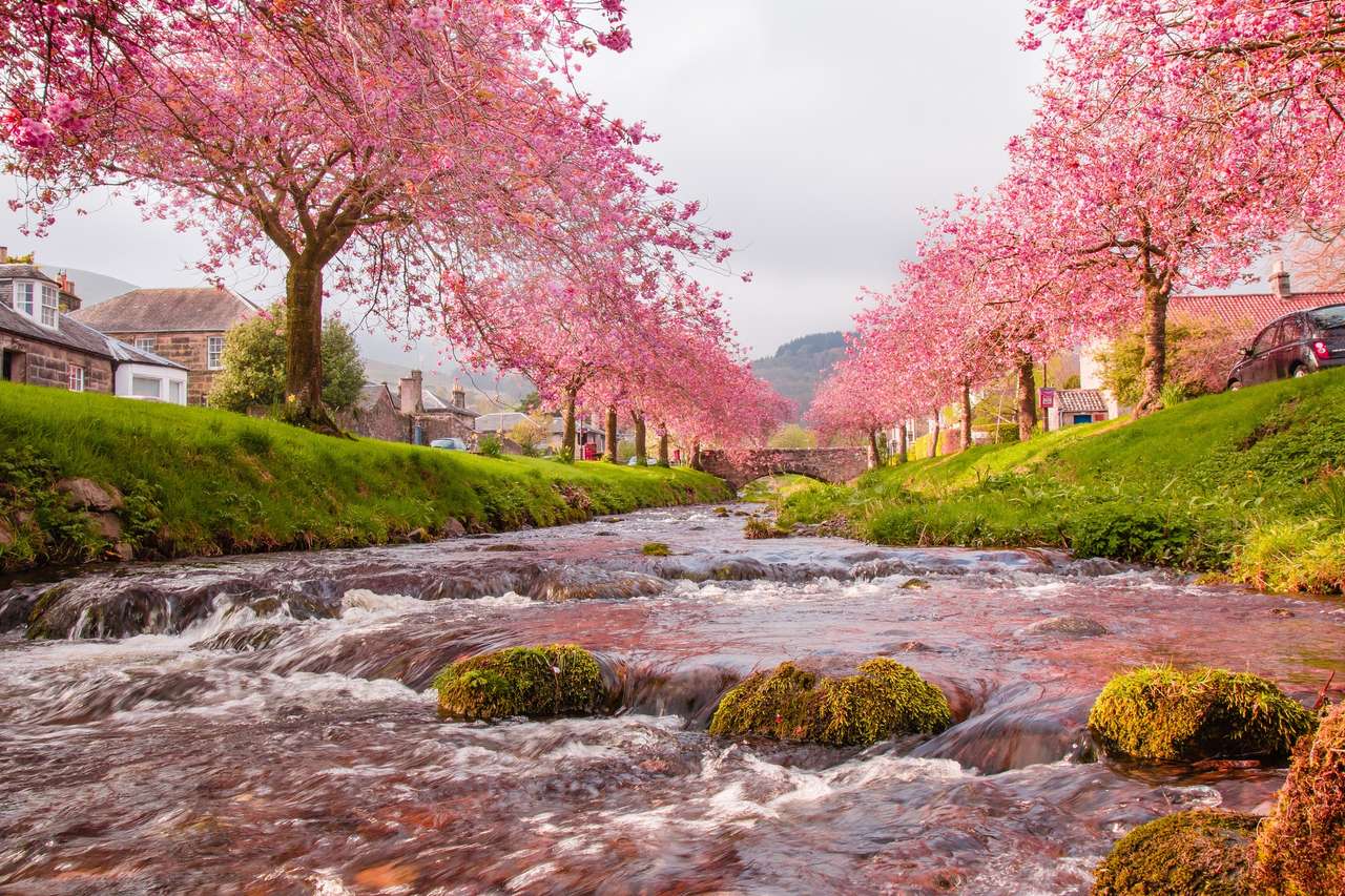 Sakura arbol y rio aldea rompecabezas en línea