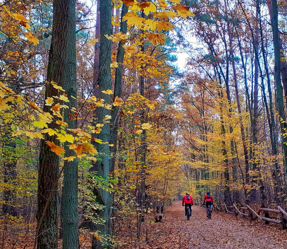 Kerékpárosok az őszi erdőben online puzzle