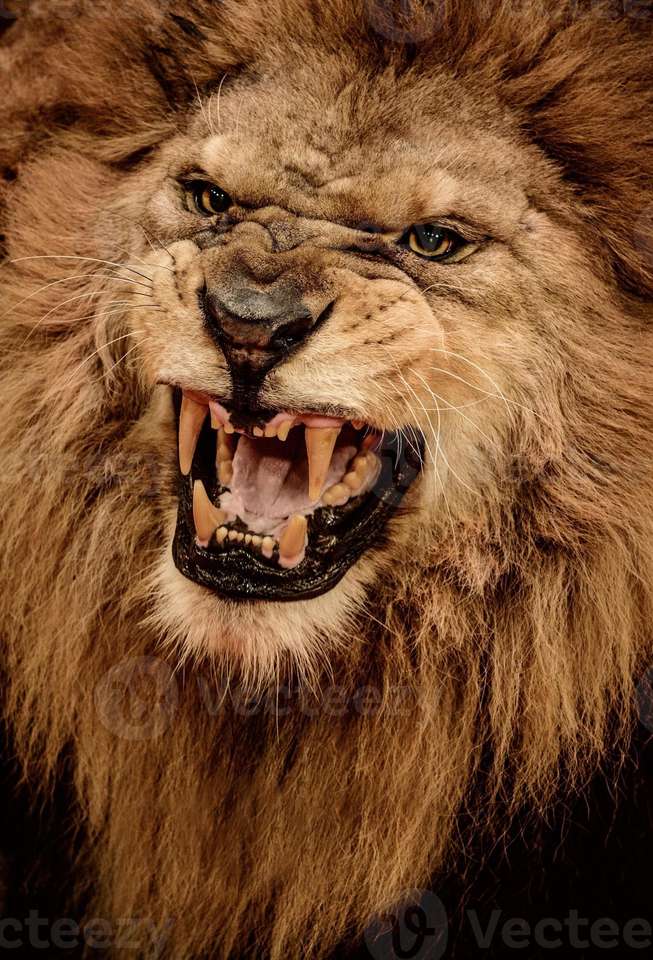 Το λιοντάρι δεν είναι πολύ χαρούμενος online παζλ