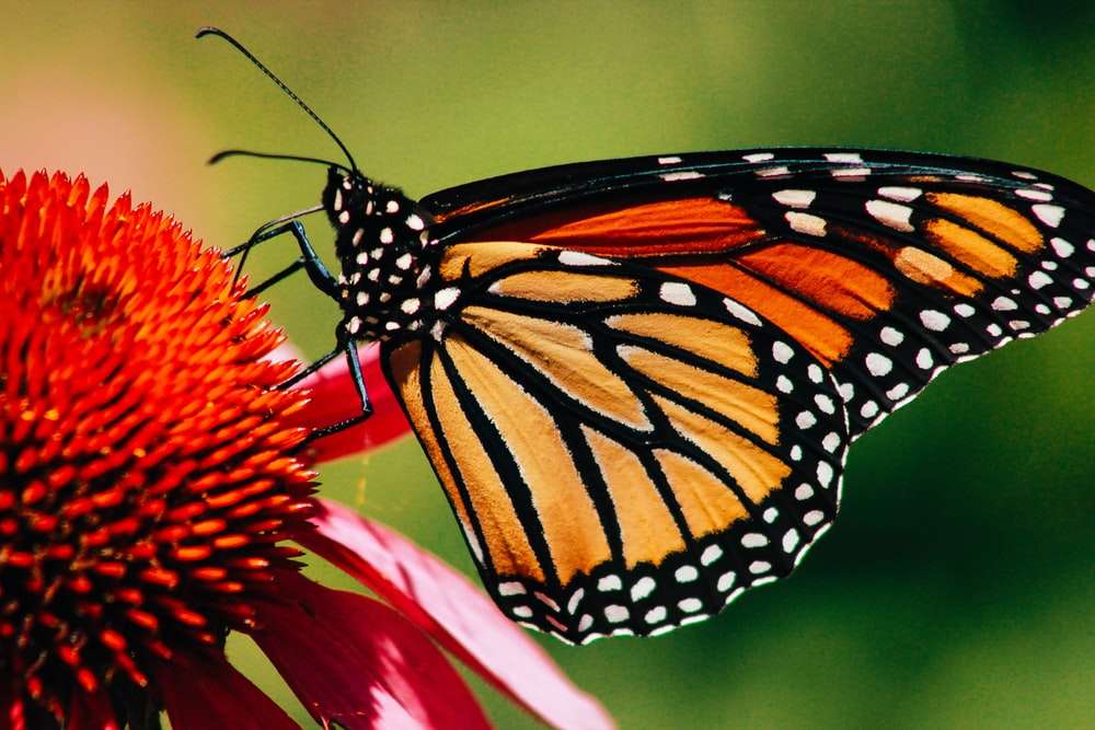 La farfalla monarca. puzzle online