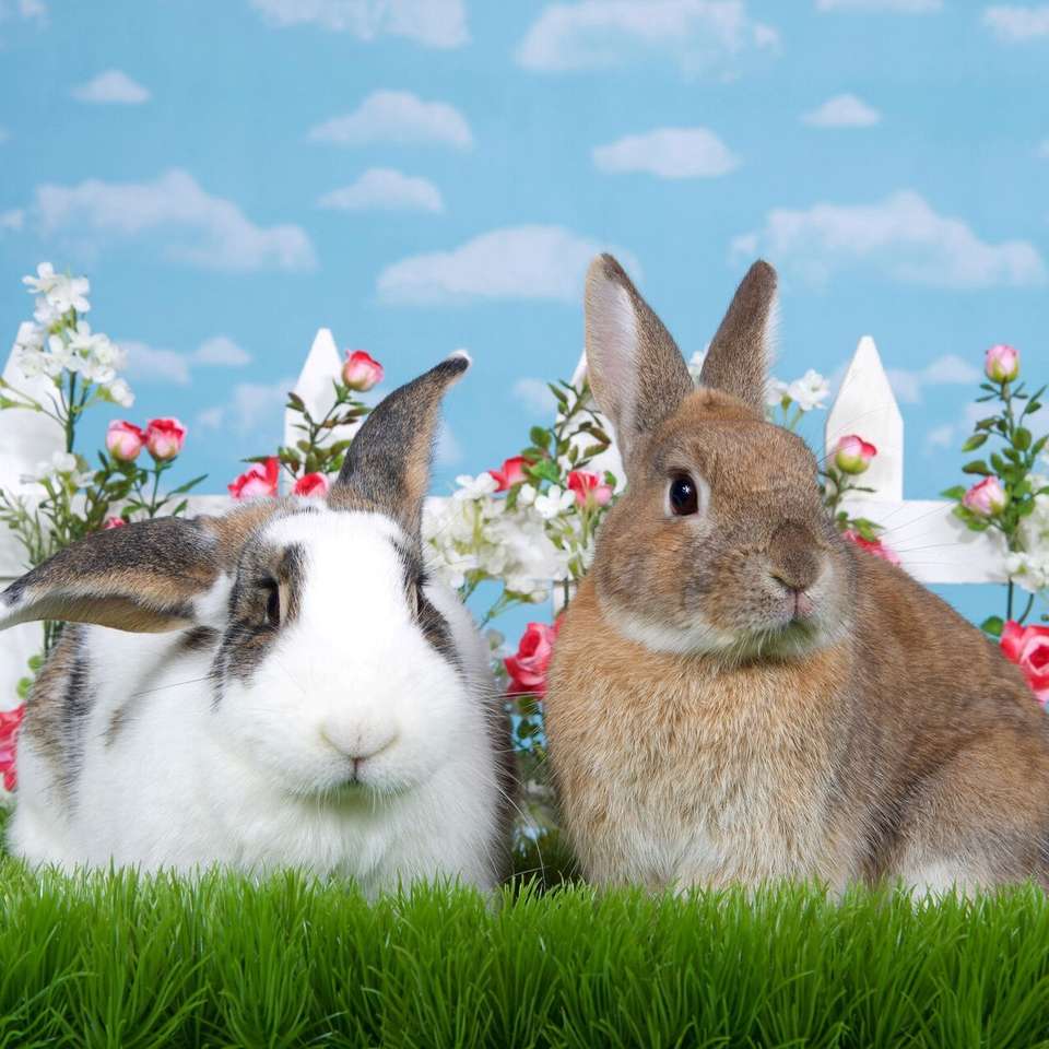 Два кролика пазл онлайн