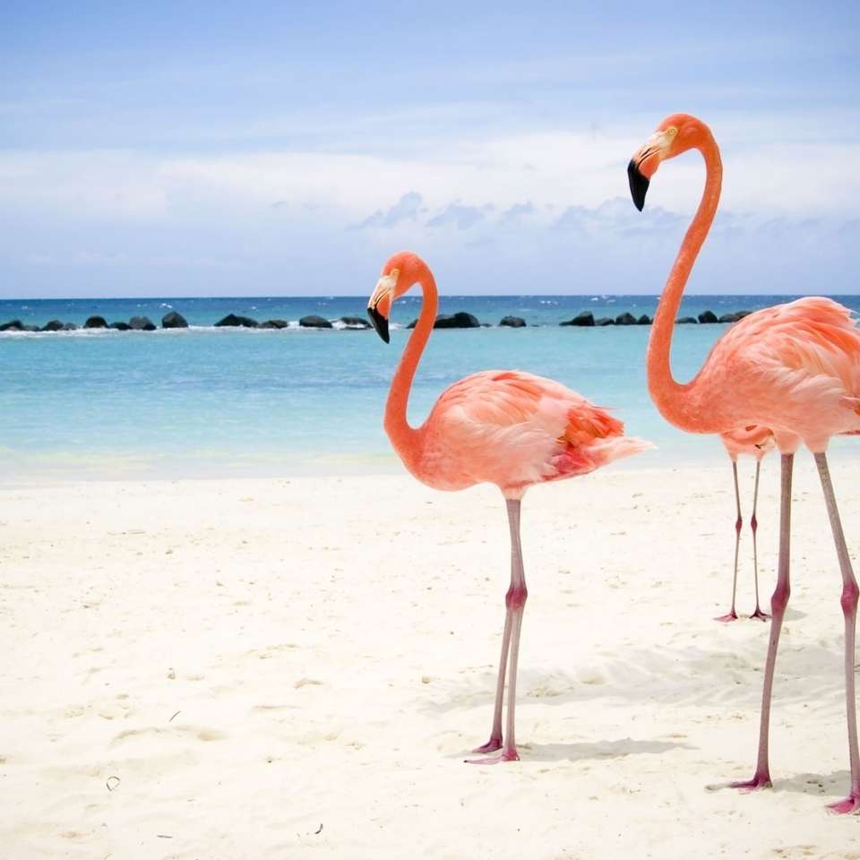 Flamingos by the sea online puzzle