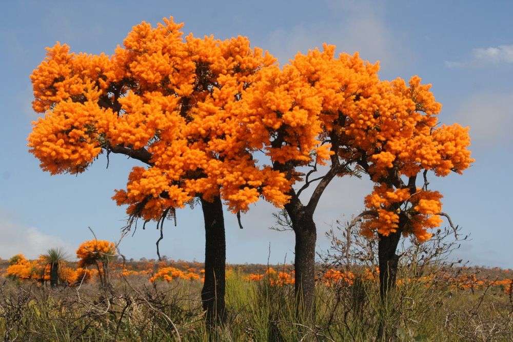 Blommande träd på apelsin Pussel online