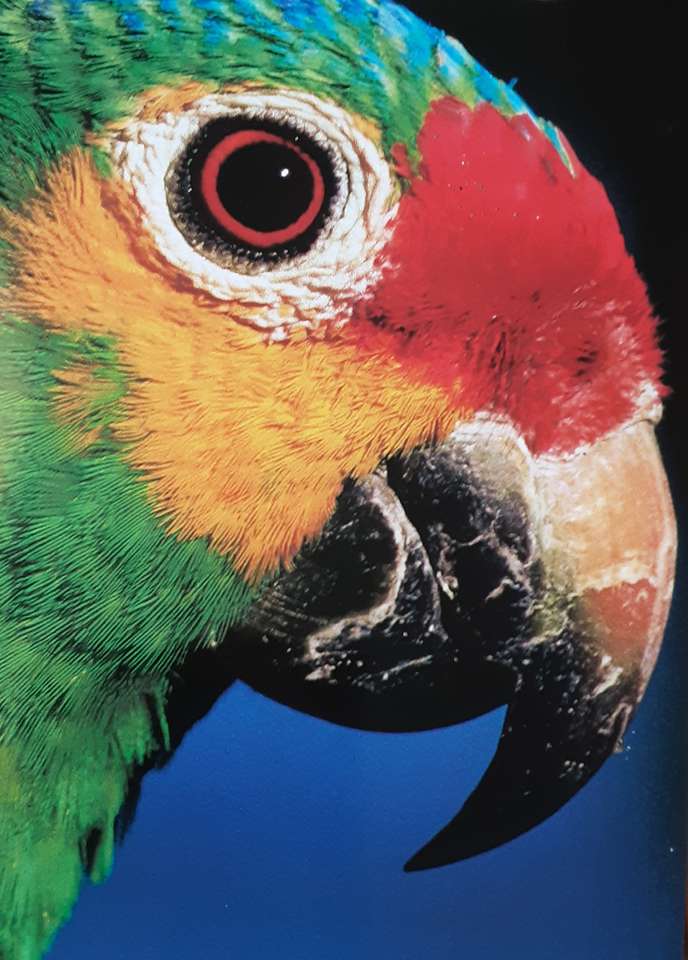Parrot Lori online puzzel