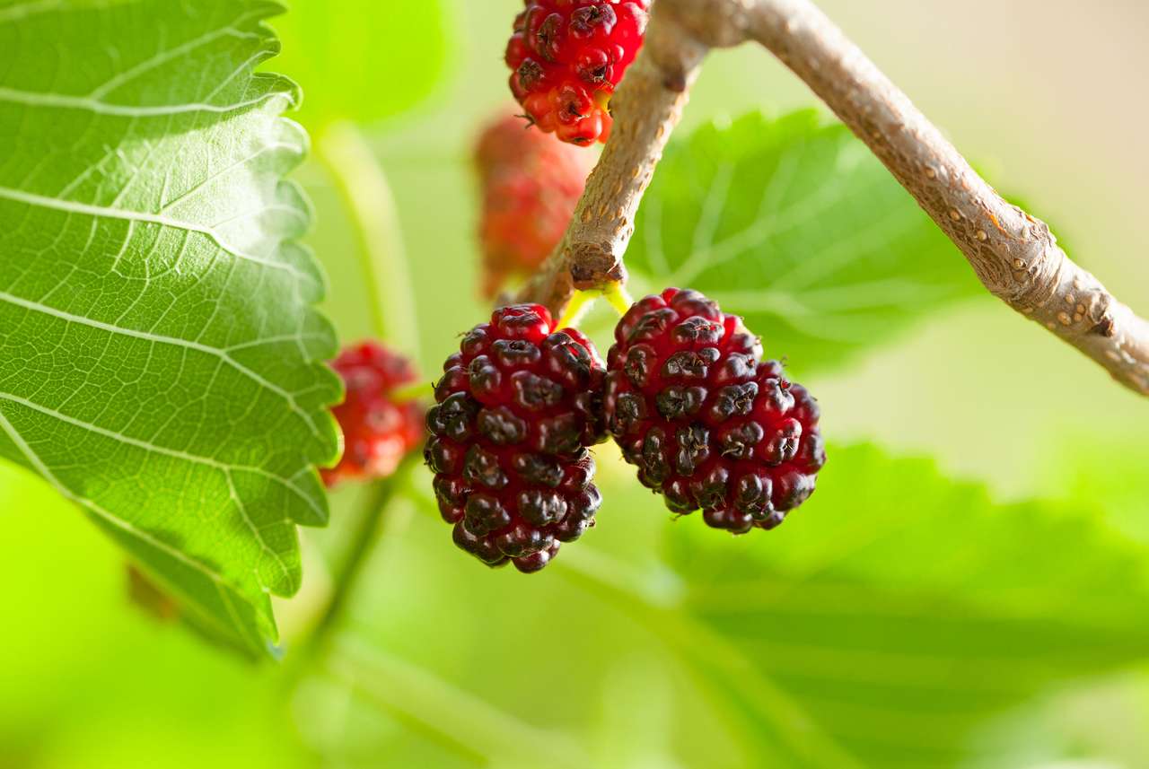 Mulberry gyümölcsök kirakós online
