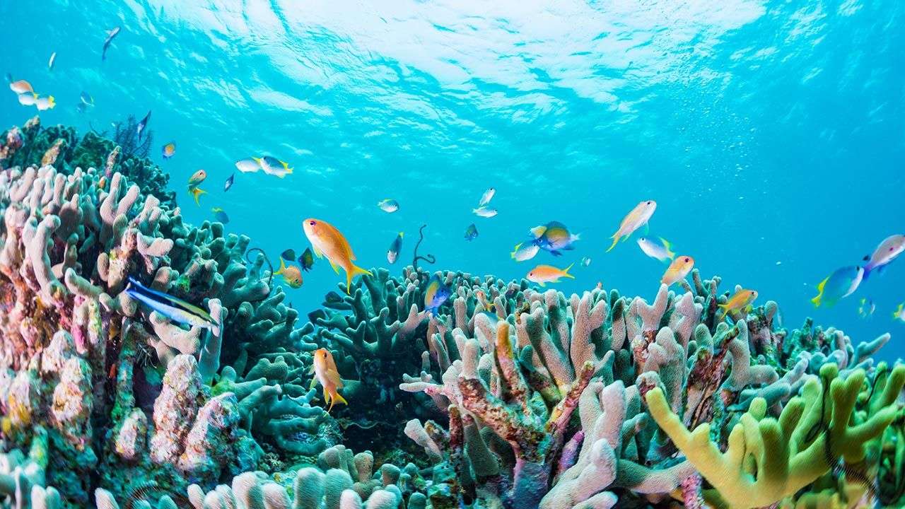 Egy nagy korallzátony kirakós online